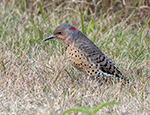 Northern Flicker 14 - Colaptes auratus