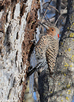 Northern Flicker 17 - Colaptes auratus