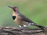 Northern Flicker 4 - Colaptes auratus