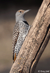 Northern Flicker 7 - Colaptes auratus