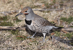 Northern Flicker 9 - Colaptes auratus