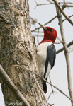 Red-headed Woodpecker photo 2