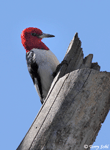Red-headed Woodpecker photo 5