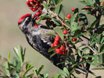 Red-naped Sapsucker 1 - Sphyrapicus nuchalis