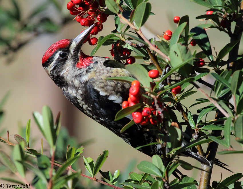 Red-naped Sapsucker - Sphyrapicus nuchalis