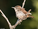 Carolina Wren 1 - Thryothorus ludovicianus