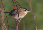 Marsh Wren 11 - Cistothorus palustris