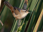 Marsh Wren 14 - Cistothorus palustris