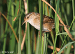 Marsh Wren 4 - Cistothorus palustris
