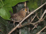 pacific Wren 2 - Troglodytes pacificus