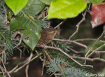 pacific Wren 3 - Troglodytes pacificus