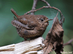 pacific Wren 4 - Troglodytes pacificus